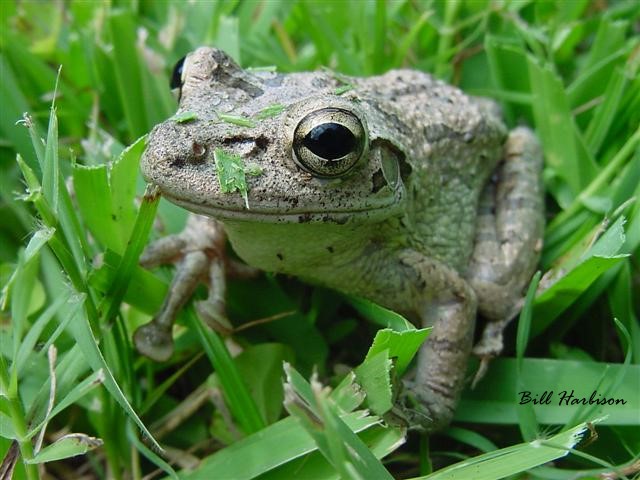 Tree Frog